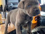 Canecorso Bebekler Için Acele Edin