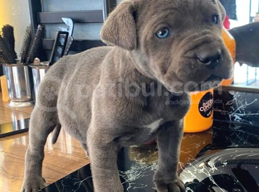 Canecorso Bebekler Için Acele Edin görsel