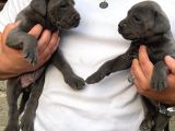 Canecorso Bebekler Için Acele Edin