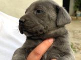 Canecorso bebekler için acele edin