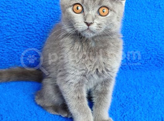 Tesli̇me Hazir Mükemmel Bi̇r Fold görsel