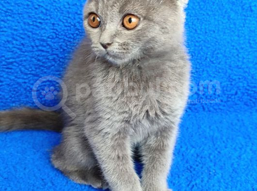 Tesli̇me Hazir Mükemmel Bi̇r Fold görsel
