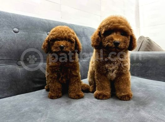 Red Braw Kıpkırmızı Ev Üretimi Tooy Poodle 