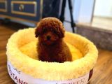 Red Braw Kıpkırmızı Ev Üretimi Tooy Poodle 