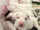 Safkan Dünya Şampiyonunun Torunları A Kalite Dogo Yavruları