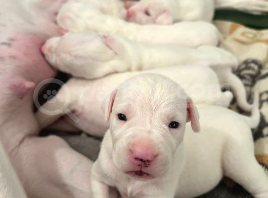Safkan Dünya Şampiyonunun Torunları A Kalite Dogo Yavruları görsel