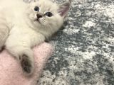 Scottish Fold Yavrularımızı Sahiplendiriyoruz