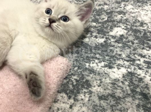 Scottish Fold Yavrularımızı Sahiplendiriyoruz görsel