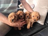 Maltipoo Yavrulari Mama Ve Malzeme Kampanyali
