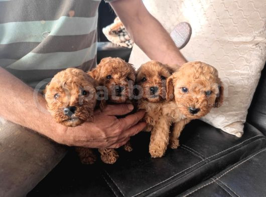 Maltipoo Yavrulari Mama Ve Malzeme Kampanyali görsel