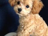 Kahve tonlu puppy kıvırcık tüylü MALTİPO CİNSİ 