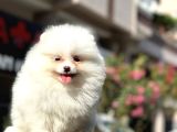 Prenses Kızımız Pomerian Boo Yavrumuz