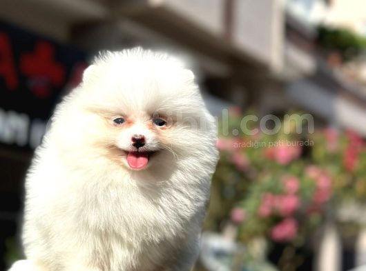 Prenses Kızımız Pomerian Boo Yavrumuz görsel