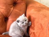 Safkan Blue Ve Li̇lac Bri̇ti̇sh Shorthai̇r Yavrular
