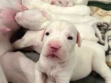 Safkan Dünya Şampiyonunun Torunları A Kalite Dogo Yavruları