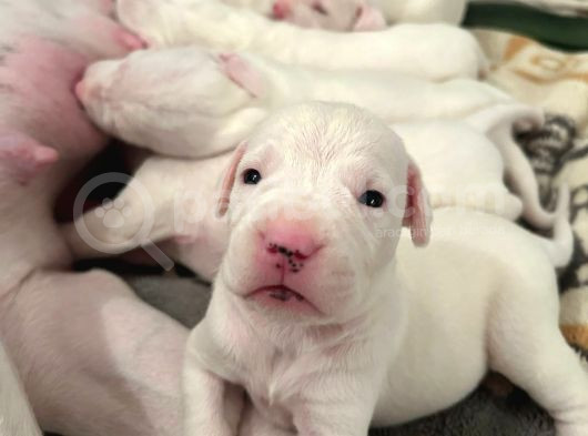 Safkan Dünya Şampiyonunun Torunları A Kalite Dogo Yavruları görsel