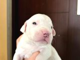 Safkan Dünya Şampiyonunun Torunları A Kalite Dogo Yavruları