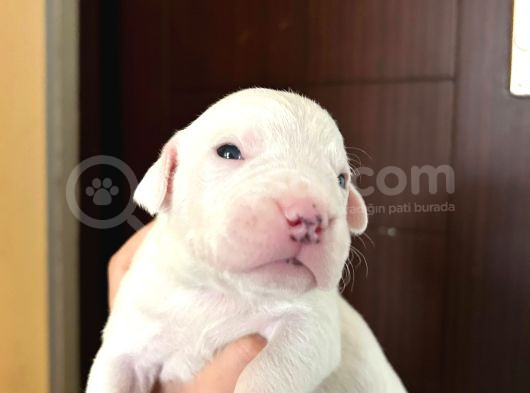 Safkan Dünya Şampiyonunun Torunları A Kalite Dogo Yavruları görsel
