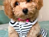 Kahve tonlu mini boy puppy sevimli yavrular MALTİPO CİNSİ 