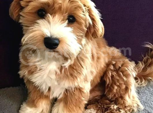 Kahve Tonlu Mini Boy Puppy Sevimli Yavrular Malti̇po Ci̇nsi̇ 