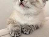 Scottish Fold