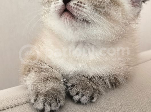 Scottish Fold görsel