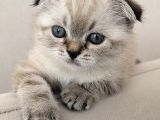Scottish fold