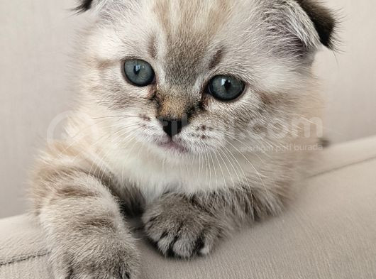 Scottish Fold