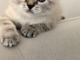 Scottish Fold