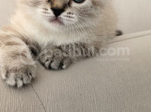 Scottish Fold görsel