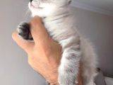 Scottish Fold