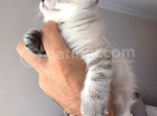 Scottish Fold görsel