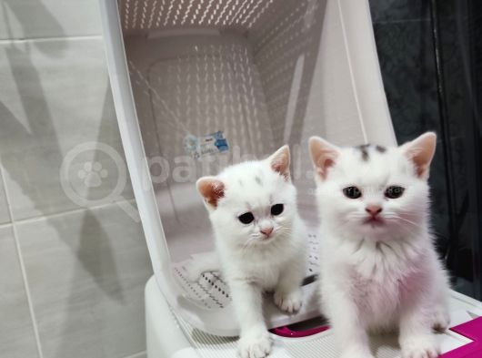 British Shorthair görsel