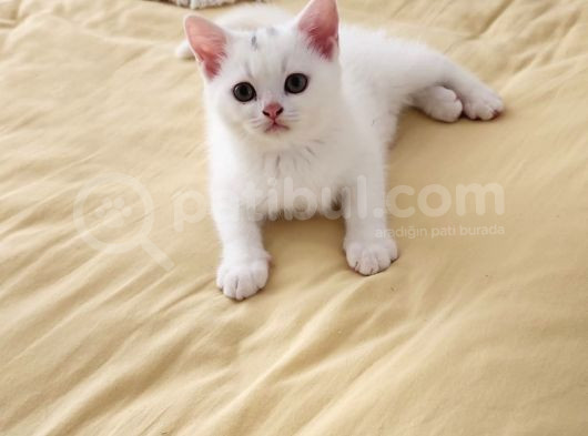 British Shorthair görsel