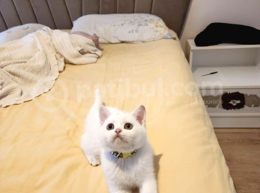British Shorthair görsel