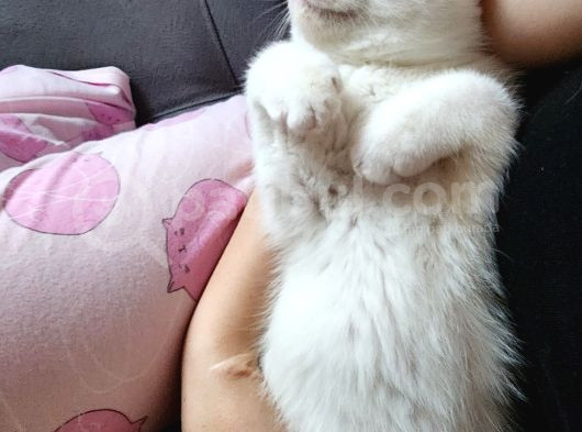 British Shorthair görsel