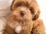 Kahve Tonlu Mini Boy Puppy Sevimli Yavrular Malti̇po Ci̇nsi̇ 