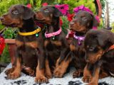 A kalite çok Uyguna Doberman yavrular
