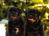 Üst Kalite Pug Bebekler Siyah Ve Krem