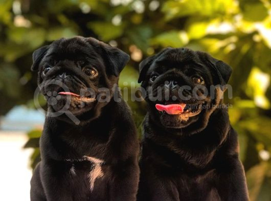 Üst Kalite Pug Bebekler Siyah Ve Krem görsel