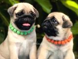 Üst Kalite Pug Bebekler Siyah Ve Krem
