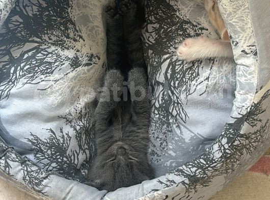 2 Adet 2Aylık Yavru görsel