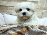 Şecereli Dişi Maltese Yavrumuz