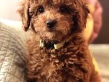 Red braw kıpkırmızı ev üretimi TOOY POODLE 