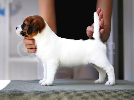 Şampiyon Soydan Şecereli Kayıtlı Jack Russell Terrier Yavru