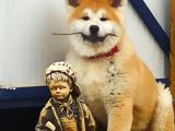 Safkan Soykütük Sertifika Belgeli Japon Akita Yavrular