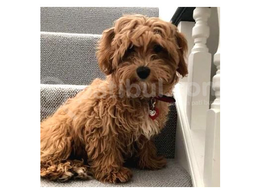 Red Braw Kıpkırmızı Ev Üretimi Tooy Poodle  görsel
