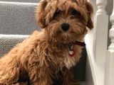 Kıpkırmızı Red tooy poodle sevimli yavrular 