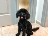 7 Aylık Dişi Toy Poodle Uygun Fiyatlı