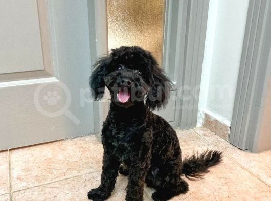 7 Aylık Dişi Toy Poodle Uygun Fiyatlı görsel